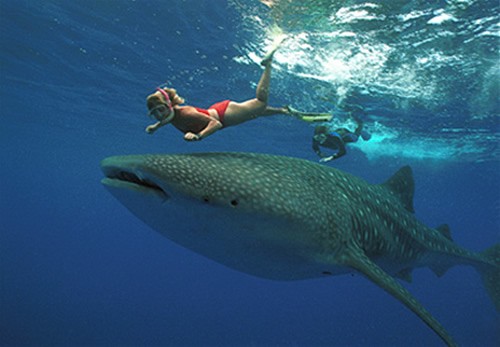 Snorkel with giant Whale Sharks in the wild!