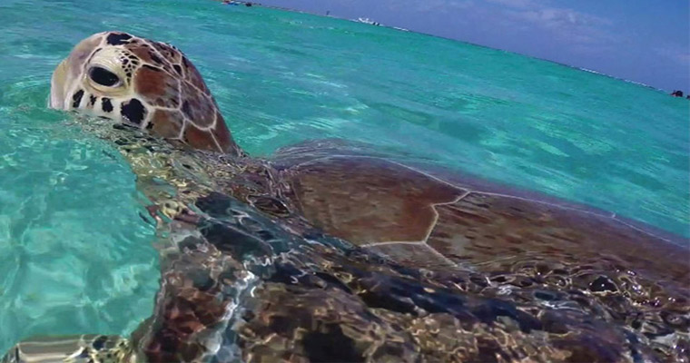 Akumal Snorkel with Sea Turtles 