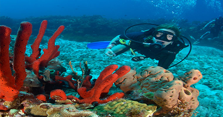 Snorkel in Cozumel with Scuba Cancun 
