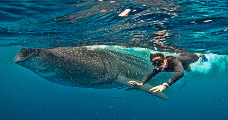 Where to dive and snorkel with whale sharks