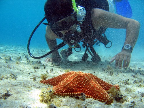 Explore the beauties of the underwater world of Cozumel!